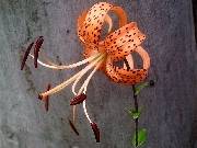 Lillium lancifolium or Tiger Lily